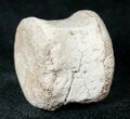 Champsosaurus Vertebrae (Cretaceous Reptile) #12705-1